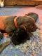 Labrador Retriever Puppies for sale in Aynor, SC, USA. price: $1,000