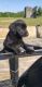 Labrador Retriever Puppies for sale in Fairmont, NC 28340, USA. price: NA