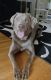 Labrador Retriever Puppies for sale in Union, NJ, USA. price: NA