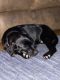 Labrador Retriever Puppies for sale in Binghamton, NY, USA. price: $1,000