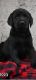 Labrador Retriever Puppies for sale in North Reading, MA 01864, USA. price: $800