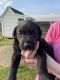 Labrador Retriever Puppies for sale in Greensboro, NC, USA. price: $1,000