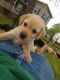 Labrador Retriever Puppies for sale in Travelers Rest, SC, USA. price: NA