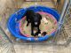 Labrador Retriever Puppies for sale in Willis, TX, USA. price: $1,600
