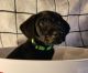 Labrador Retriever Puppies for sale in North Highlands, CA 95660, USA. price: NA
