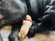 Labrador Retriever Puppies for sale in Kirkland, WA, USA. price: NA