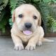 Labrador Retriever Puppies for sale in Montana City, MT, USA. price: $2,549