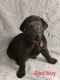 Labrador Retriever Puppies for sale in Lakeland, FL, USA. price: $1,100