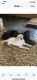 Labrador Retriever Puppies for sale in King, NC, USA. price: $350