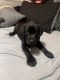 Labrador Retriever Puppies for sale in Paramount, CA 90723, USA. price: $1,500