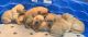 Labrador Retriever Puppies for sale in Rescue, CA 95672, USA. price: $1,500