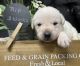 Labrador Retriever Puppies for sale in Farmington, MO 63640, USA. price: $1,200