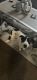 Labrador Retriever Puppies for sale in 763 Moon Rd, Columbus, OH 43224, USA. price: NA