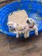 Labrador Retriever Puppies for sale in St. George, UT, USA. price: NA