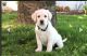 Labrador Retriever Puppies for sale in 1 Mihalichko Ave, East Brunswick, NJ 08816, USA. price: $450