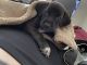 Labrador Retriever Puppies for sale in Idaho Falls, ID, USA. price: $75