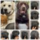 Labrador Retriever Puppies for sale in Paramount, CA, USA. price: NA