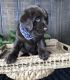 Labrador Retriever Puppies for sale in North Bergen, NJ, USA. price: $400