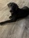 Labrador Retriever Puppies for sale in Jacksonville, FL 32221, USA. price: $700