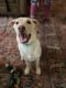 Labrador Retriever Puppies for sale in Selma, NC, USA. price: $500
