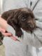 Labrador Retriever Puppies for sale in St Cloud, MN, USA. price: $800