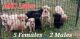 Labrador Retriever Puppies for sale in Howe, OK 74940, USA. price: NA