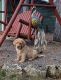 Labrador Retriever Puppies for sale in Sparta, WI 54656, USA. price: NA