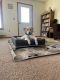 Labrador Retriever Puppies for sale in Ladysmith, WI 54848, USA. price: $1,000