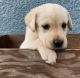 Labrador Retriever Puppies for sale in LaBelle, FL 33935, USA. price: $900