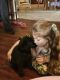 Labrador Retriever Puppies for sale in Woodhaven, MI 48183, USA. price: $600