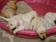 Labrador Retriever Puppies for sale in Boise, ID, USA. price: NA