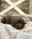 Labrador Retriever Puppies for sale in Ceres, CA, USA. price: NA