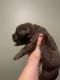 Labrador Retriever Puppies for sale in Stroudsburg, PA 18360, USA. price: NA