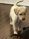 Labrador Retriever Puppies for sale in Rogersville, MO 65742, USA. price: $550