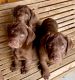 Labrador Retriever Puppies for sale in Waskom, TX 75692, USA. price: $500