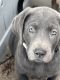 Labrador Retriever Puppies for sale in Newberg, OR 97132, USA. price: NA