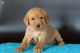 Labrador Retriever Puppies for sale in Dallas, TX, USA. price: $400