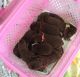 Labrador Retriever Puppies for sale in Green Valley, CA 94534, USA. price: NA
