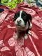Labrador Retriever Puppies for sale in Mt Pleasant, MI 48858, USA. price: $75