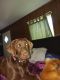 Labrador Retriever Puppies for sale in Burlington, NC, USA. price: $350