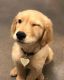 Labrador Retriever Puppies for sale in 1202 Pioneer Trail, Mandan, ND 58554, USA. price: NA