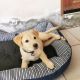 Labrador Retriever Puppies for sale in 1202 Pioneer Trail, Mandan, ND 58554, USA. price: NA