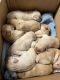 Labrador Retriever Puppies for sale in Yuba, WI 54634, USA. price: $1,000