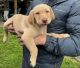 Labrador Retriever Puppies for sale in Beaverton, OR, USA. price: $800