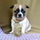 Labrador Retriever Puppies for sale in Atlanta, GA, USA. price: $3,250