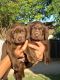 Labrador Retriever Puppies for sale in San Antonio, TX, USA. price: $400