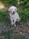 Labrador Retriever Puppies for sale in Greensboro, NC, USA. price: NA