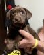 Labrador Retriever Puppies for sale in Dighton, KS 67839, USA. price: NA