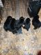 Labrador Retriever Puppies for sale in 43 Pawnee Ln, Honey Brook, PA 19344, USA. price: $1,000