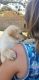 Labrador Retriever Puppies for sale in Grand Bay, AL 36541, USA. price: NA